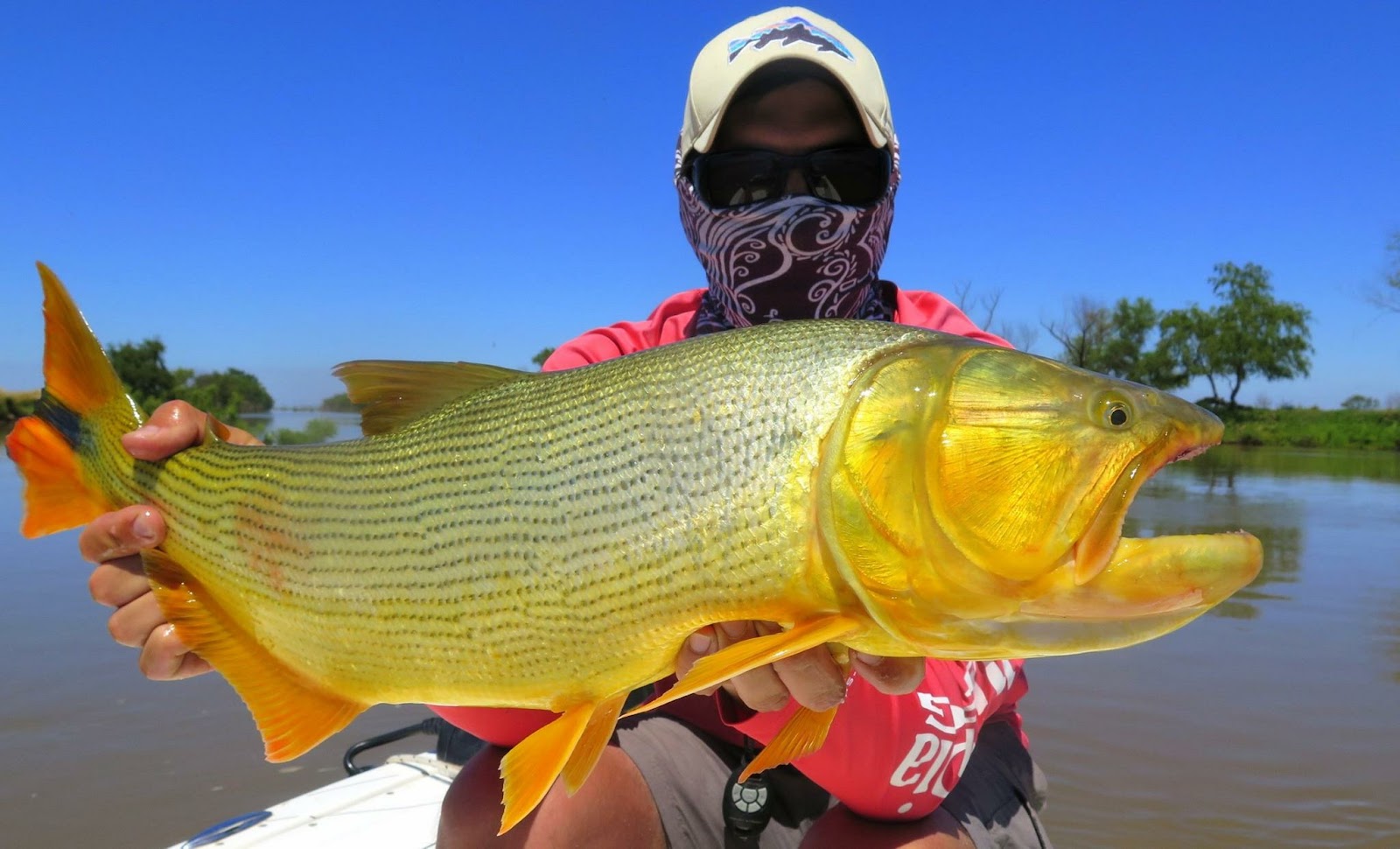 Golden Dorado fishing Argentina