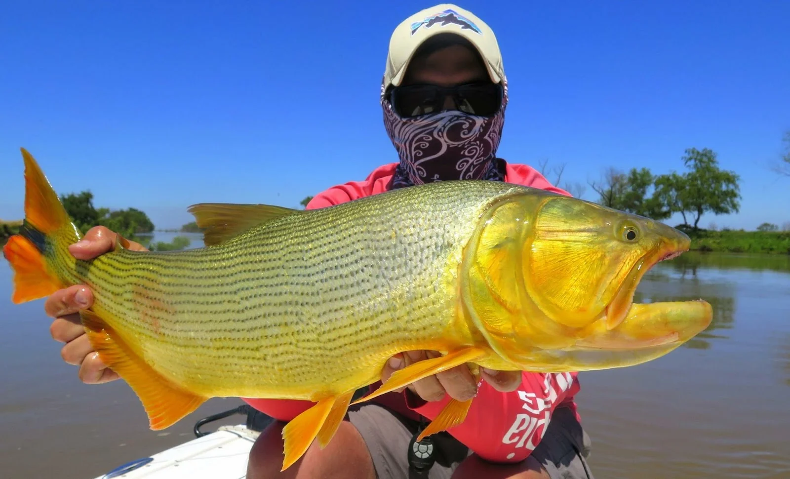 Golden Dorado fishing Argentina