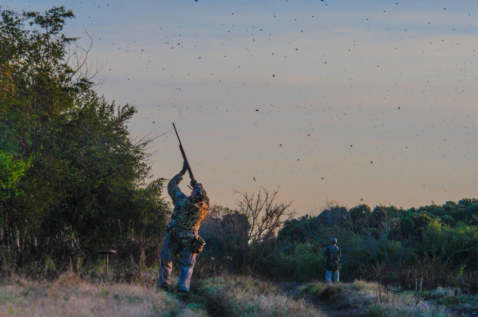 Argentina dove hunting — NP Outdoors