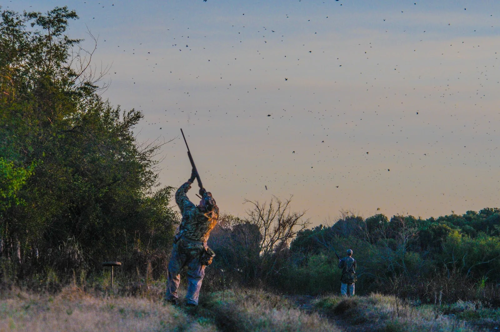 Argentina dove hunting — NP Outdoors